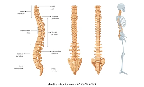 <p><strong>FLEXIBLE COLUMN</strong> of BONES <strong>IN THE BACK </strong>that <strong>SUPPORTS AND PROTECTS THE SPINAL CORD </strong></p>