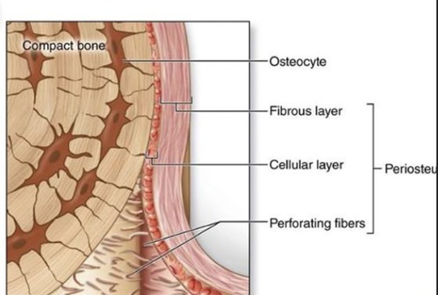 <p>Collagen fibers connecting periosteum to bone.</p>