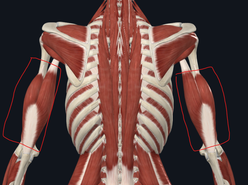 <p>What muscle is this?</p>