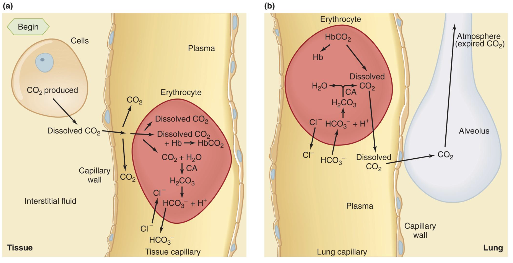 <ul><li><p>some dissolves in blood&nbsp;</p></li><li><p>some binds to hemoglobin</p></li><li><p>MOST is converted to HCO3-</p></li></ul><p><span style="background-color: transparent;"><span>	CO2 + H2O → H2CO3 → H+ + HCO3-</span></span></p><p><span style="background-color: transparent;"><span>*a build up of CO2 causes a build up of acid</span></span></p>