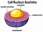 <p>The central and most important part of a cell, containing genetic material and regulating cellular activities. </p>