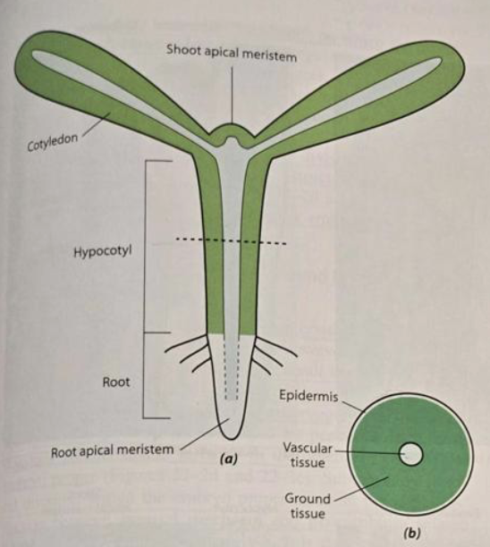 <ul><li><p>process of embryo formation</p></li><li><p>establish a body plan → apical-basal and radial</p></li></ul><p></p>