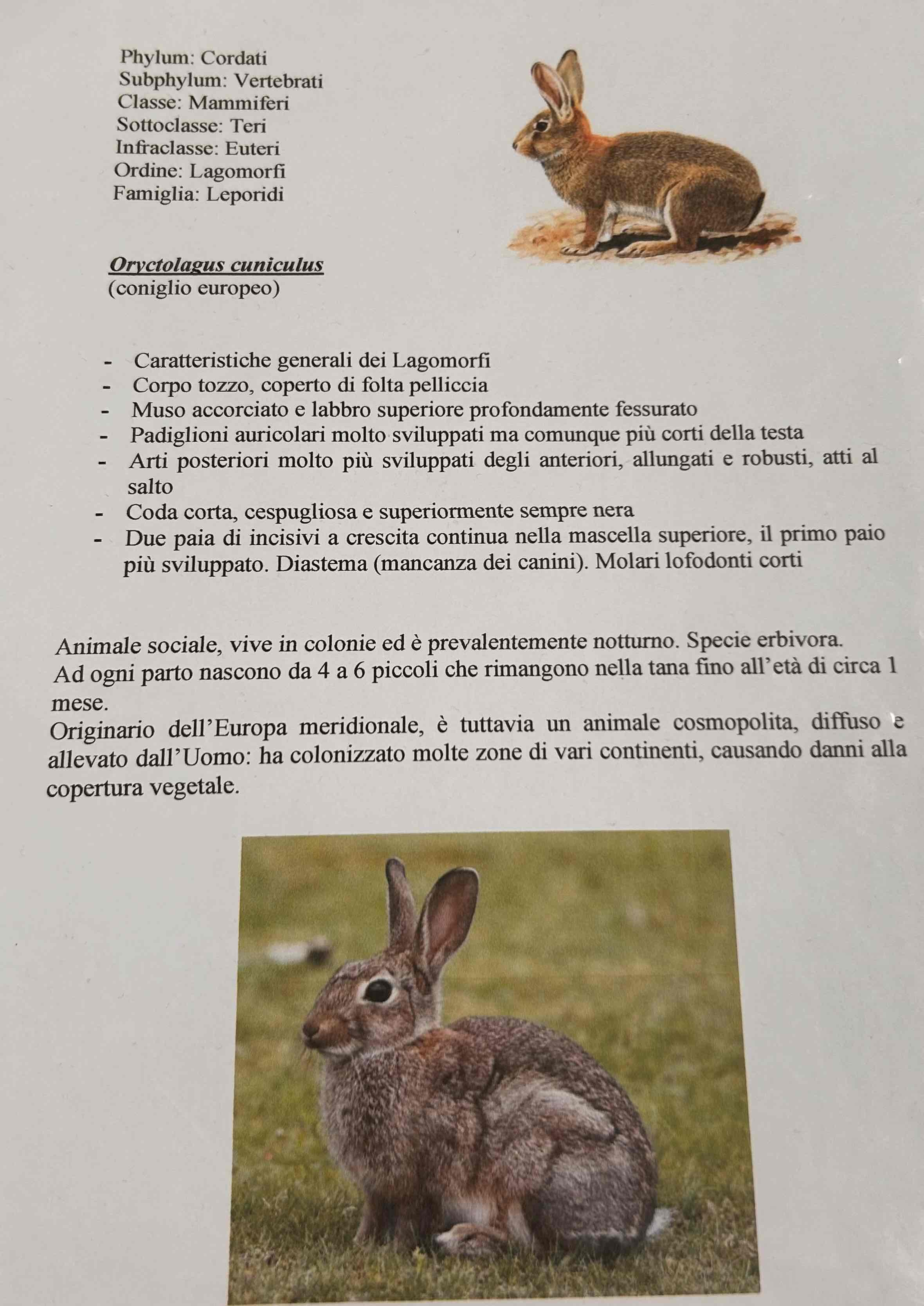 <p>Cordati</p><p>vertebrati</p><p>Gnatostomi</p><p>Tetrapodi</p><p>Mammalia</p><p>Eutheria</p><p>Rodentia</p><p>Oryctolagos cunicolos [coniglio europeo]</p>