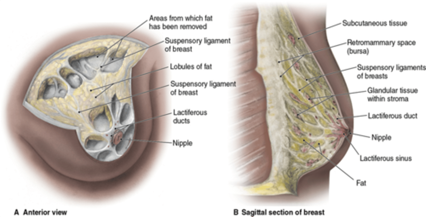 <p>Estrogen is responsible for what hormonal changes in the breast?</p>