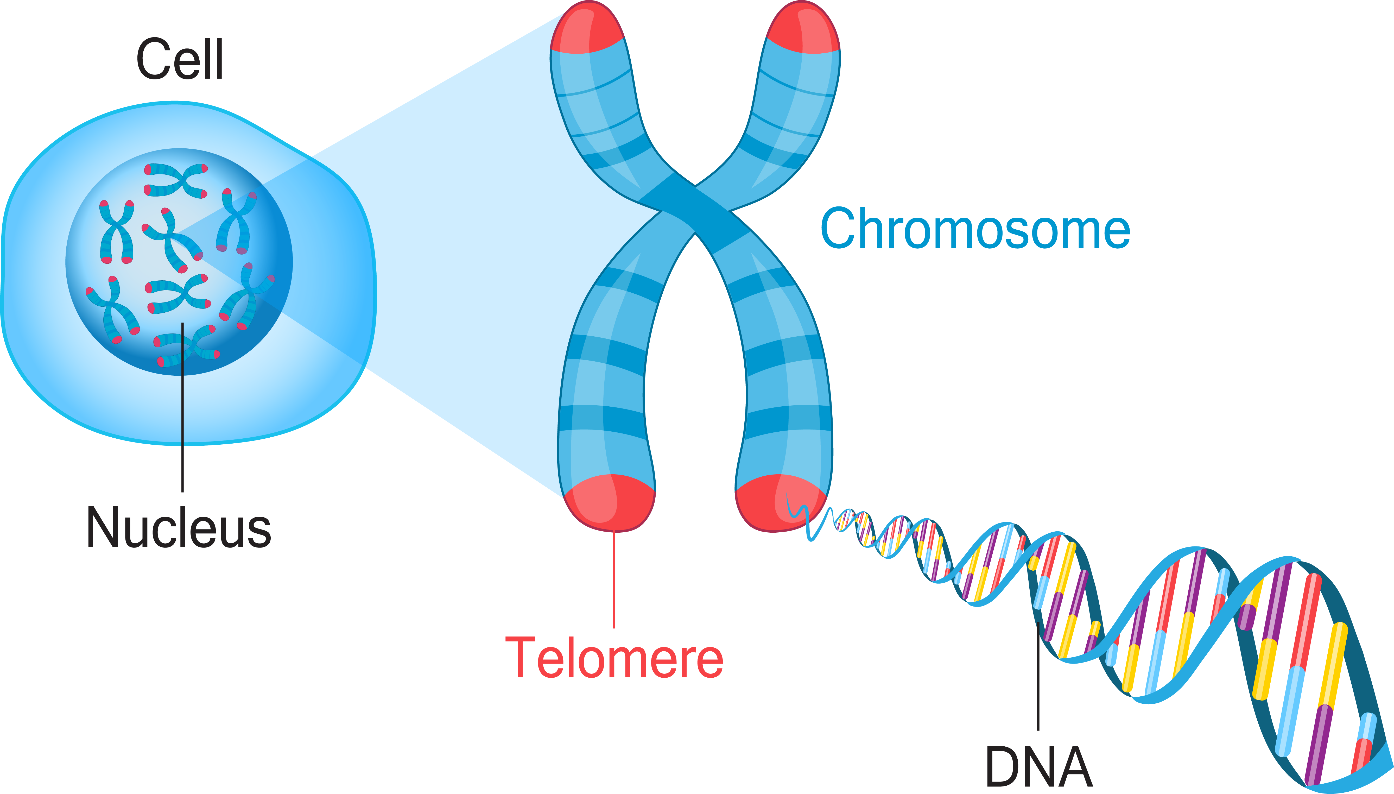 <p><span>&nbsp;</span>Exist in pairs and fixed number in different species. 46 diploid chromosomes or 23 haploid pairs exist in humans -&gt; homologous chromosomes. Contains DNA and RNA.</p>
