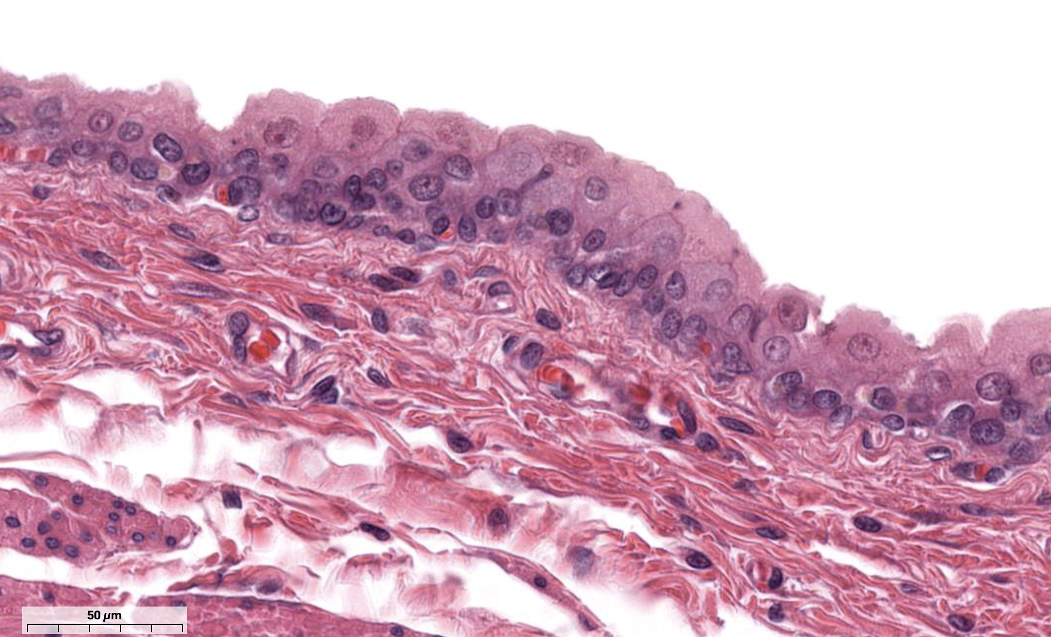 <ol><li><p>What tissue is this?</p></li><li><p>Where can it be found?</p></li><li><p>What is its function?</p></li></ol><p></p>