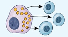 <p>A type of intercellular communication mechanism where a cell releases paracrine into the extracellular fluid to transfer information from cell to cell, primarily within a single tissue.</p>