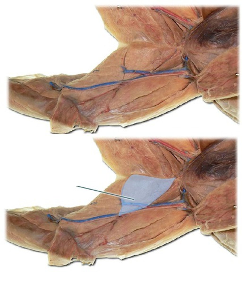 <p>-originates- pubis</p><p>-inserts- femur</p><p>-function: adduct the thigh</p>