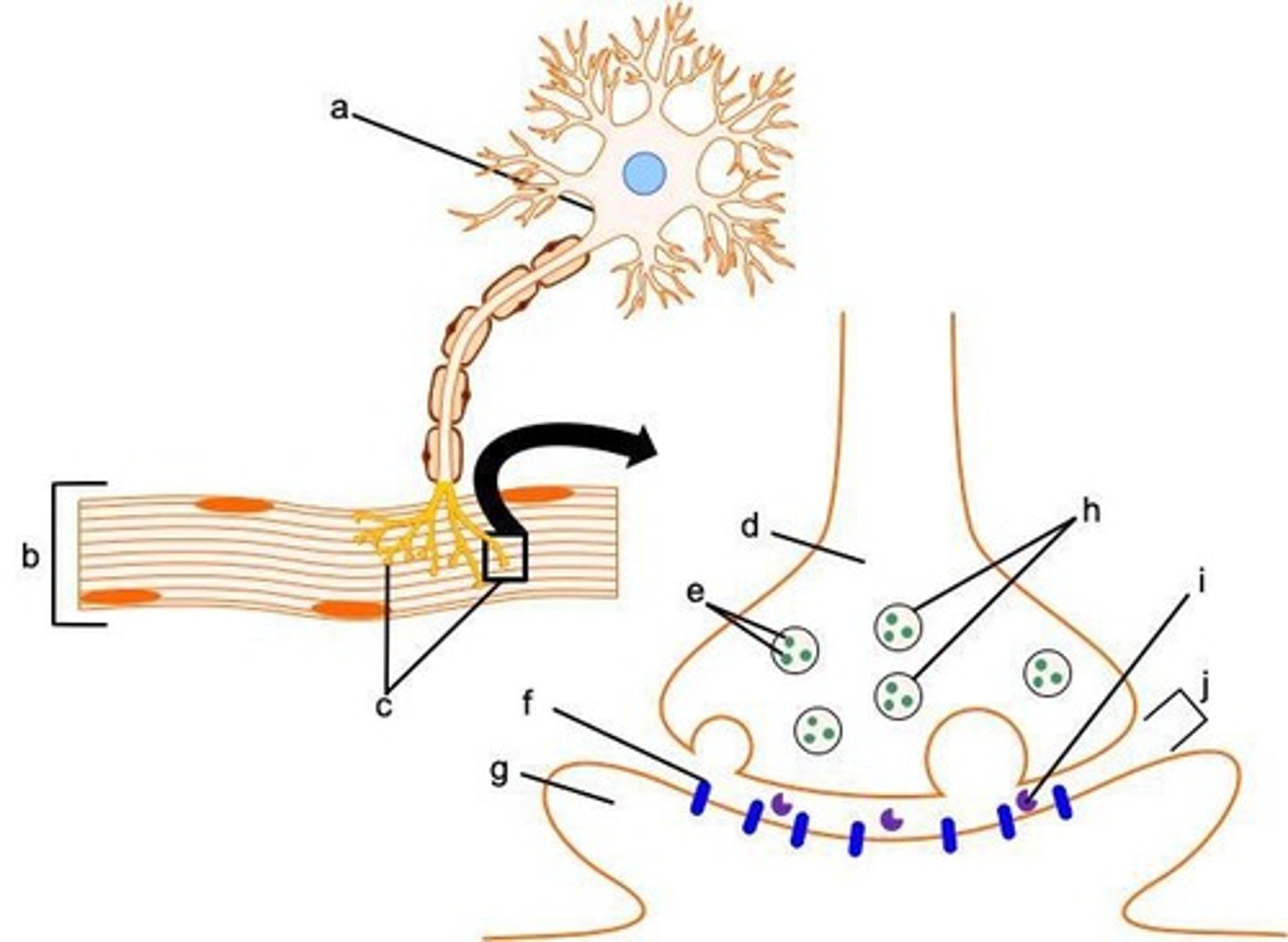 <p>The specific location where the axon terminal of a motor neuron innervates a skeletal muscle fiber.</p>
