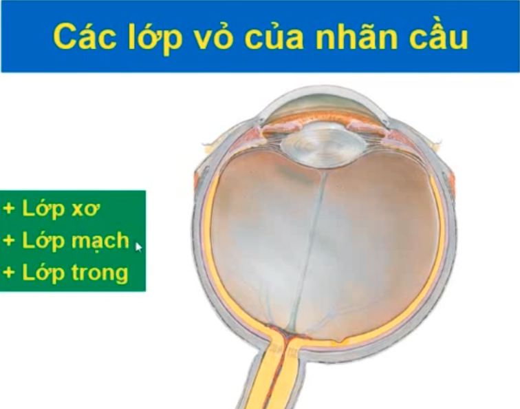 <p>3 lớp vỏ của nhãn cầu đi từ nông vào sâu là gì ? </p>