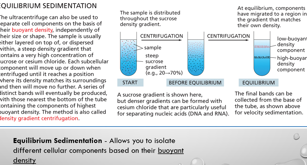 <p><span style="font-family: &quot;Tw Cen MT&quot;;">Allows you to isolate different cellular components based on their <u>buoyant density</u></span></p>