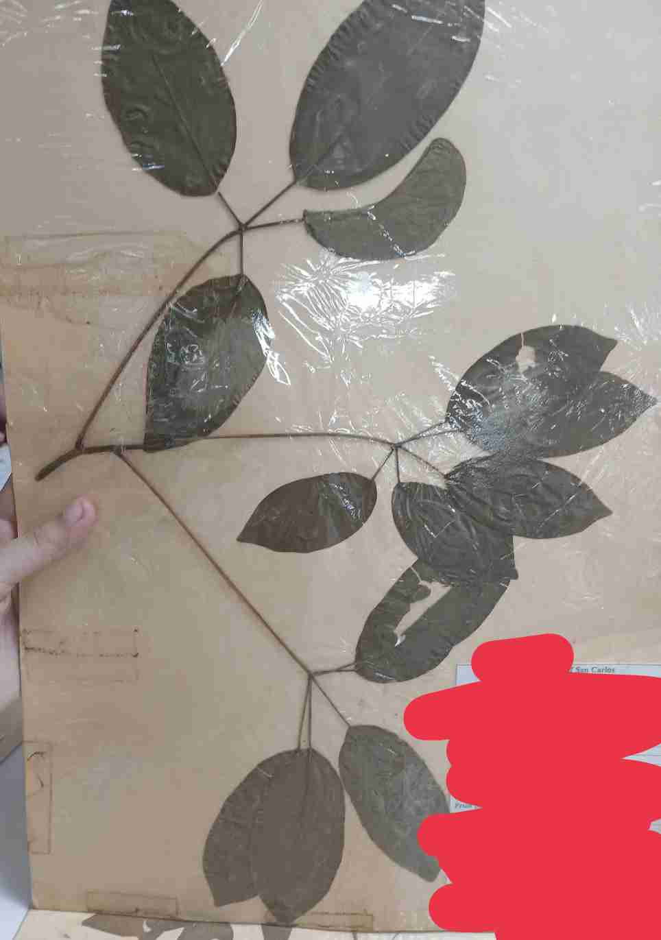 <p>What type of compound leaf is this?</p>