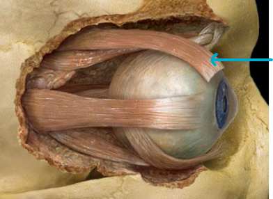 <p>what muscle?</p>