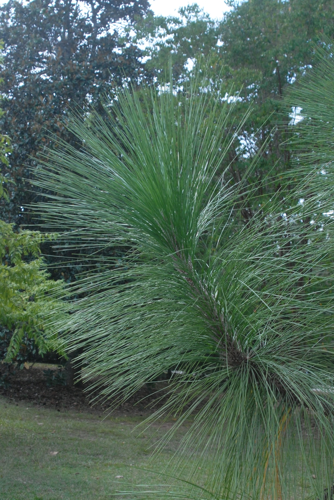 <p>longleaf pine</p>