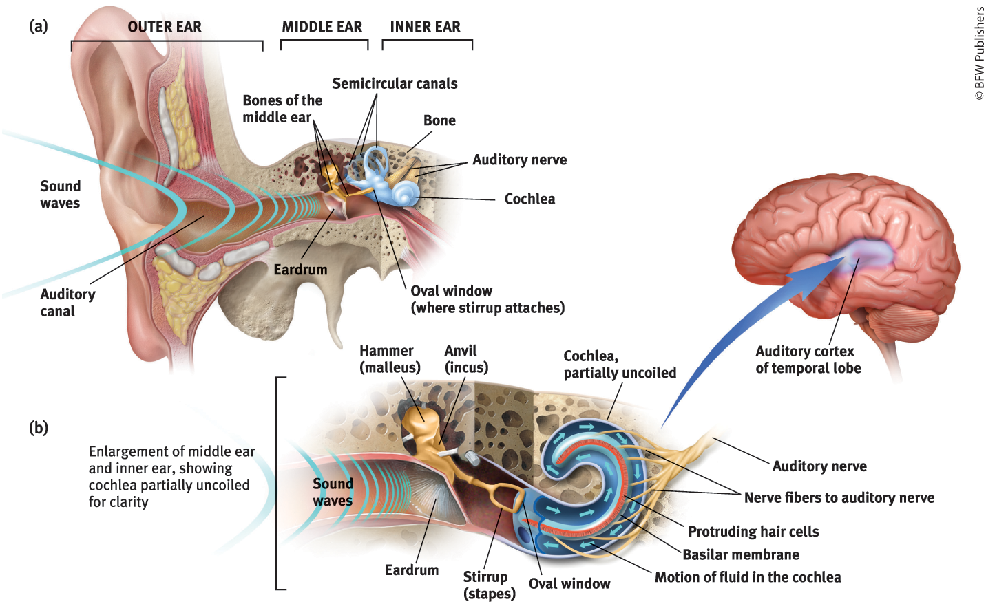 <p>a piston made 3 tiny bones <u>(hammer [malleus], anvil [incus], and stirrup [stapes])</u> that <u>picks up vibrations</u> + <u>transmits </u>them to the <strong><u>cochlea</u></strong>&nbsp;→ a <u>snail-shaped tube</u> in your <strong><u>inner ear</u></strong> → innermost part of the ear, containing the cochlea, semicircular canals, and vestibular sacs</p>