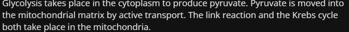 <ul><li><p>Link reaction</p></li><li><p>Krebs cycle</p></li></ul><p></p>