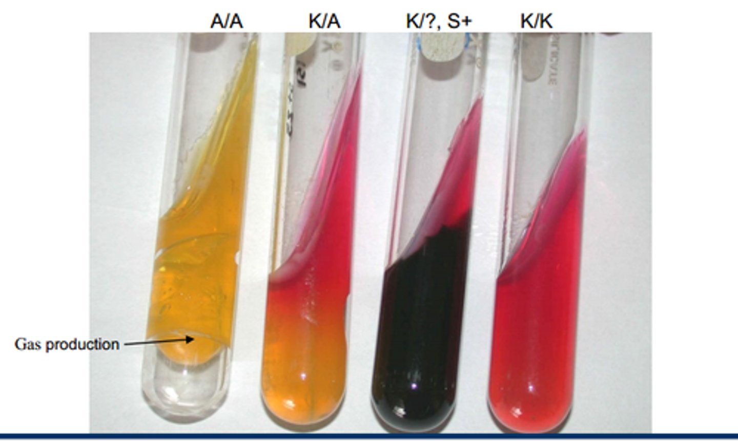 <p>agar is poured in a <strong>tube</strong>, allowing it to set at an angle &amp; thus provides large surface area for bacteria growth; Used to culture bacteria for <strong>short period of time</strong>, not isolation</p>