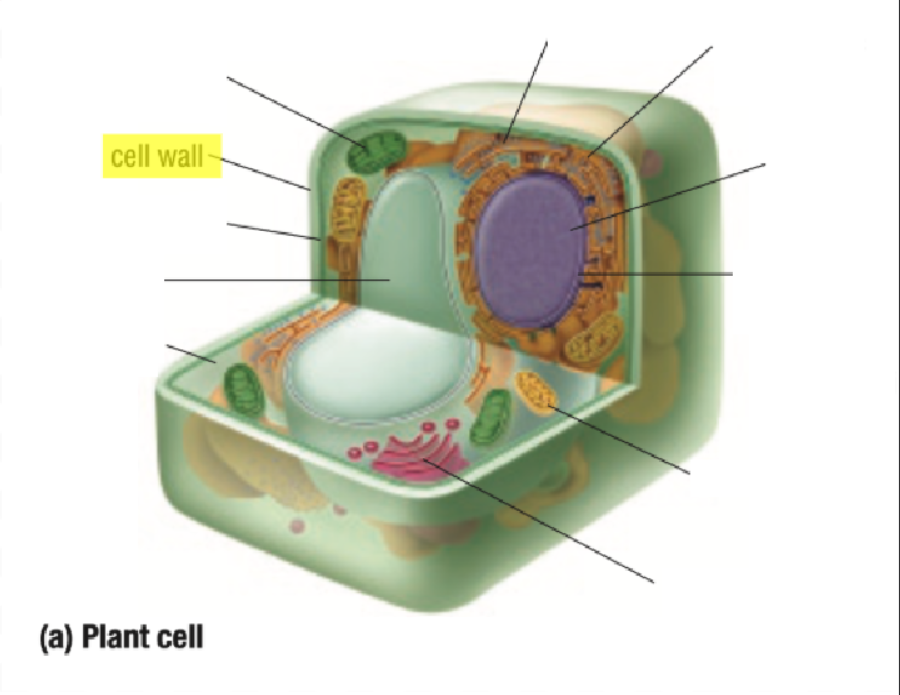 <p>Cell Wall</p>