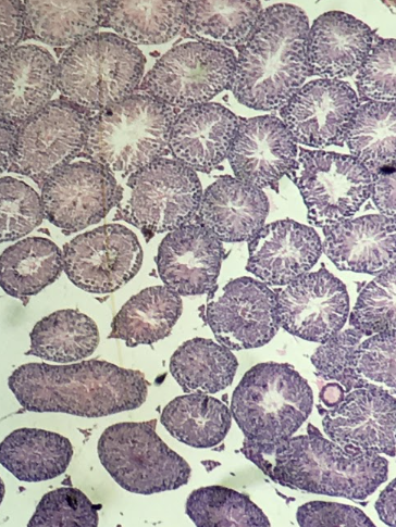 <p>The specimen shows the testis of what animal?</p>