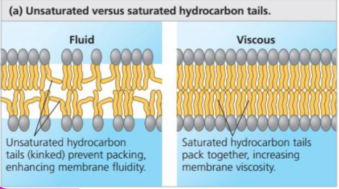 <p>Because of the kinks in fatty acid chains where double bonds are located, unsaturated hydrocarbon tails cannot pack closely together, thus making the membrane more fluid</p>