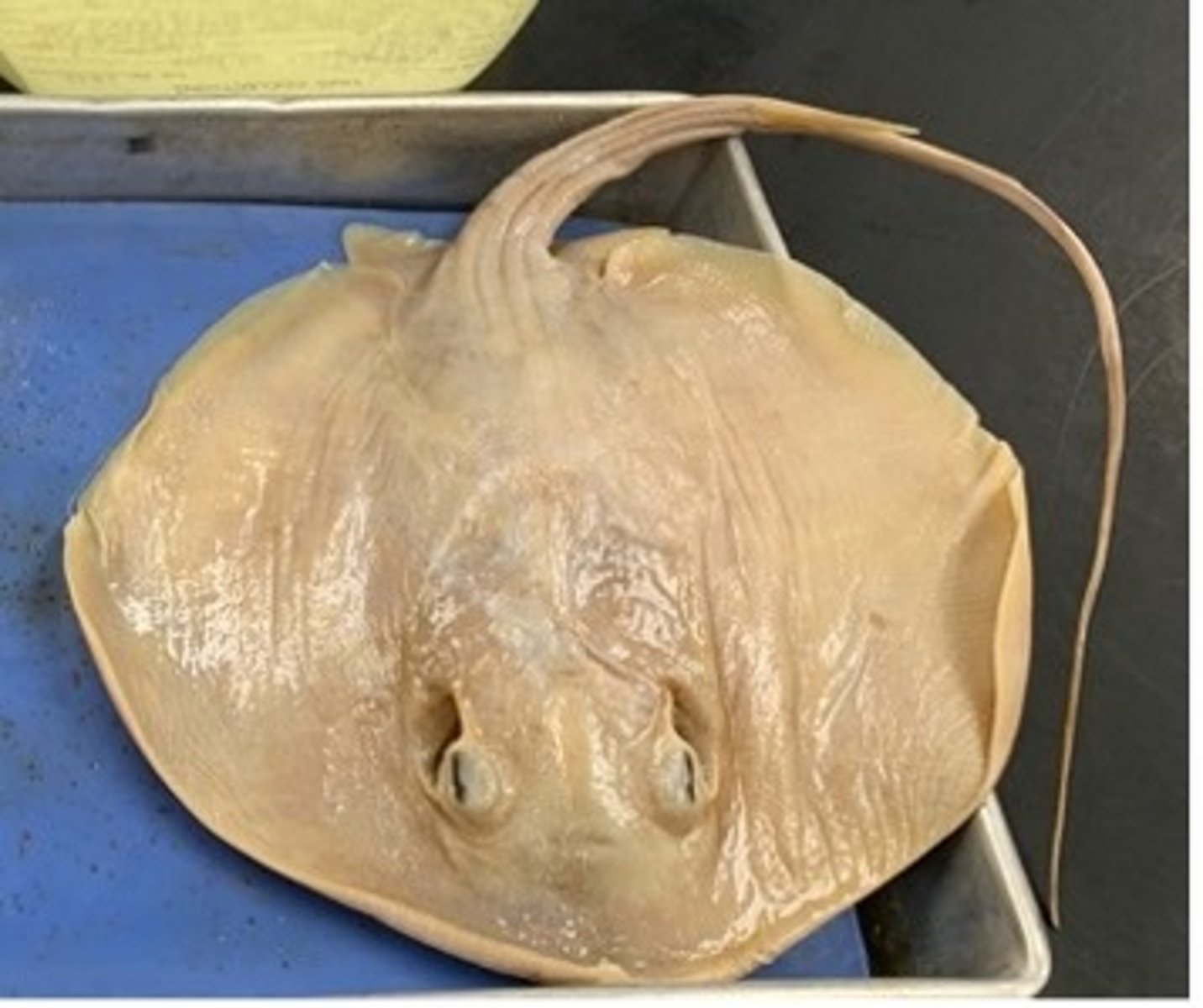 <p>Whiptail Stingrays</p>