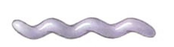 <p>Bacteria that have have a helical shape, like a cork shrew, and fairly rigid bodies. Use propeller like external appendages called flagella to move</p>