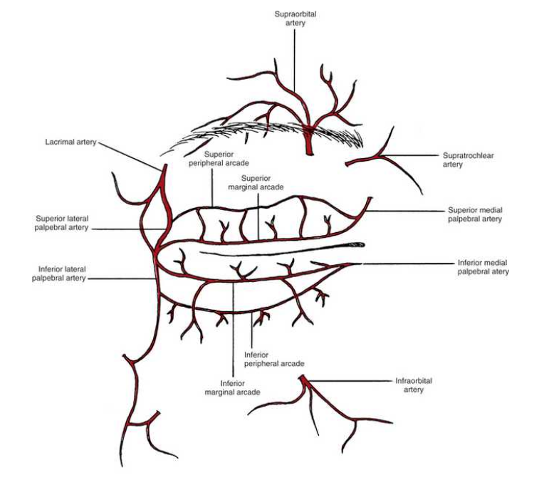 <p>blood supply to the eyelid </p>