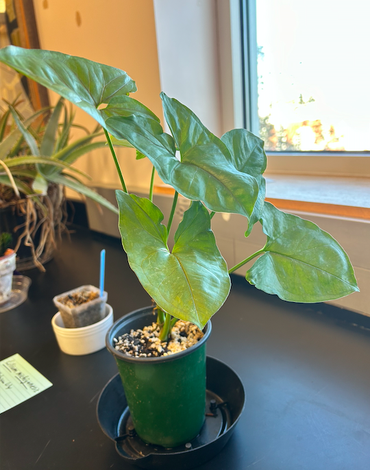 <p>Order? Family?&nbsp;</p>