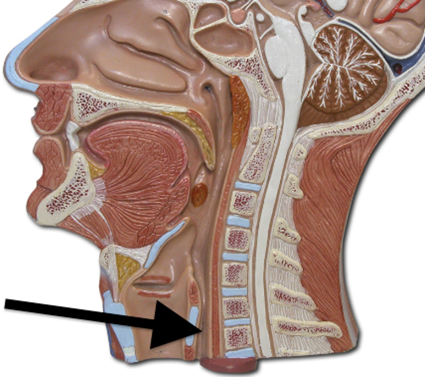 <p>A muscular tube that connects the mouth to the stomach.</p>