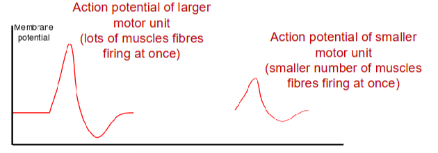 <p>Action potential waveforms representing muscle activation. They measure the action potentials of all muscle fibres in the motor units.</p>