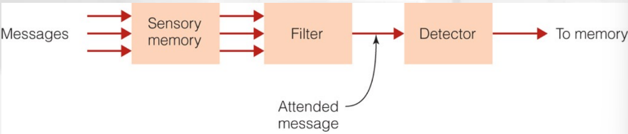 <p>Broadbent’s filter model</p><ul><li><p>filters message <em>before</em> incoming information is analyzed for meaning</p></li></ul><p>Sensory</p><ul><li><p>Holds all incoming information for a fraction of a second</p></li><li><p>Transfers all information to the next stage</p></li></ul><p>Filter</p><ul><li><p>identifies attended message based on physical characteristics</p></li><li><p><em>Only</em>  attended message is passed on to the next stage</p></li></ul><p>Detector</p><ul><li><p>Processes all information to determine higher-level characteristics of the message (i.e. - meaning of the message)</p></li></ul><p>Short-term memory</p><ul><li><p>Receives output of detector</p></li><li><p>Holds information for 10-15 seconds and may transfer it to long-term memory</p></li></ul><p>Does NOT explain</p><ul><li><p>why the participant’s name gets through</p><ul><li><p>cocktail party effect</p></li></ul></li><li><p>effects of practice on detecting information in the unattended ear</p><ul><li><p>you can be trained to detect in unattended ear</p></li><li><p>based on meaning of message</p></li></ul></li><li><p>Participants can shadow → meaningful messages that switch from one ear to another</p></li></ul>