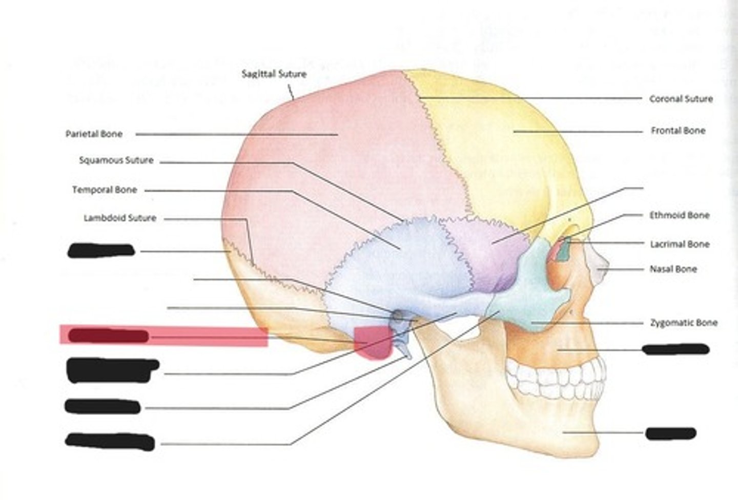 <p>Mastoid process of the temporal bone</p>