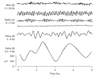 <ul><li><p>Delta: 1-4Hz: (potentially some reward, motivation, and decision-making processes)</p></li><li><p>Theta: 4-8Hz: Working memory, long-term memory, often couples with gamma</p></li><li><p>Alpha: 8-12Hz: Attentional suppression</p></li><li><p>Beta: 12-30Hz: Motor activity and learning, providing carrying capacity</p></li><li><p>Gamma: 30-100Hz: Selective attention, sensory integration for further processing by other cognitive domains</p></li></ul><p></p>