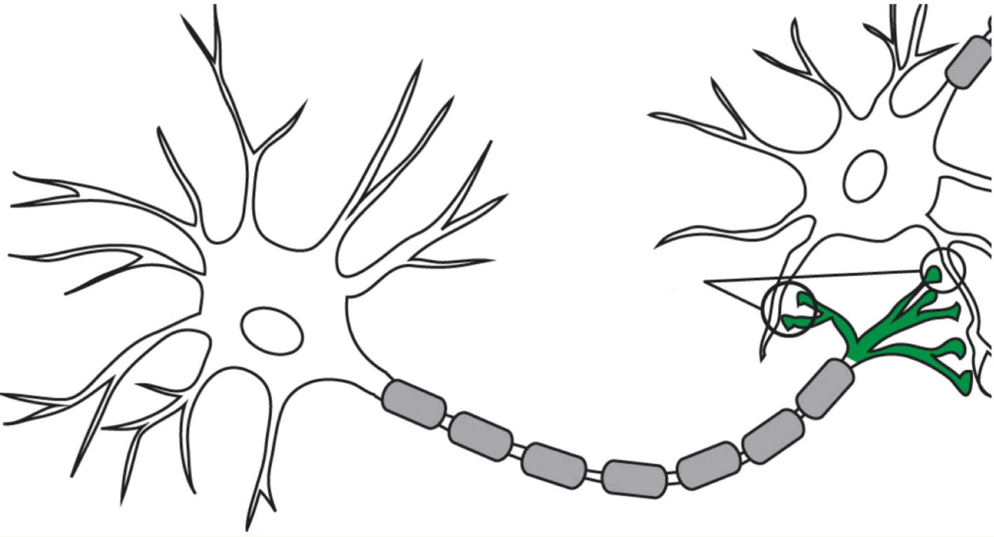 <p>Space between two connecting neurons (terminal buttons of one dendritic spines of another) through which messages are transmitted chemically</p><ul><li><p>Neurons communicate across it using neurotransmitters, which are released by the action potential reaching the terminal button</p></li></ul><p></p>