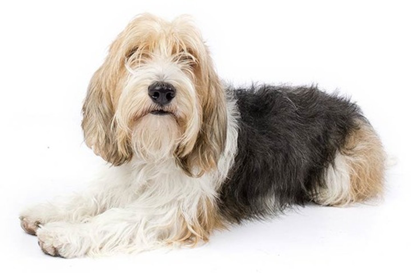 <p>Alert, Happy, Vivacious</p><p>AKC Breed Popularity: Ranks 148 of 194</p><p>Height: 13-15 inches</p><p>Weight: 25-40 pounds</p><p>Life Expectancy: 14-16 years</p><p>Group: Hound Group</p>