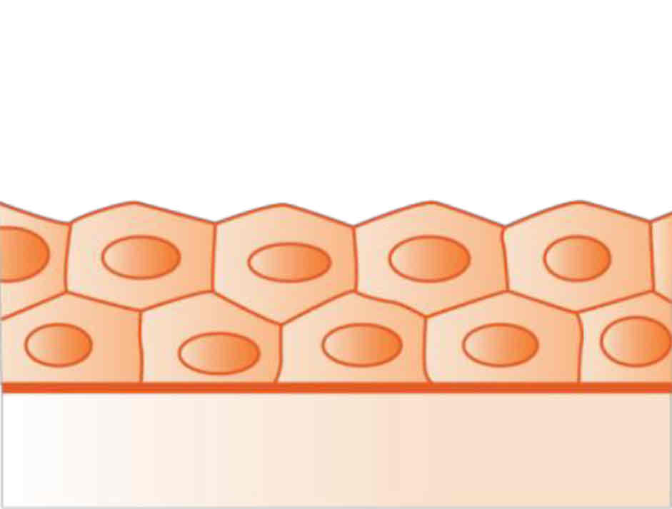 <p>stratified cuboidal</p>