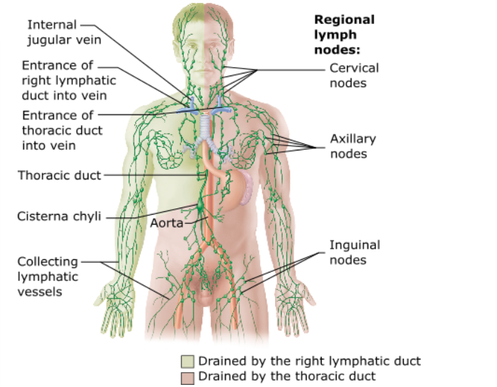 <ul><li><p><span>the right upper limb, the right side of the head, and the right thorax </span></p><ul><li><p><span>^^^Enter the venous circulation via the right lymphatic duct</span></p></li></ul></li></ul><p></p>