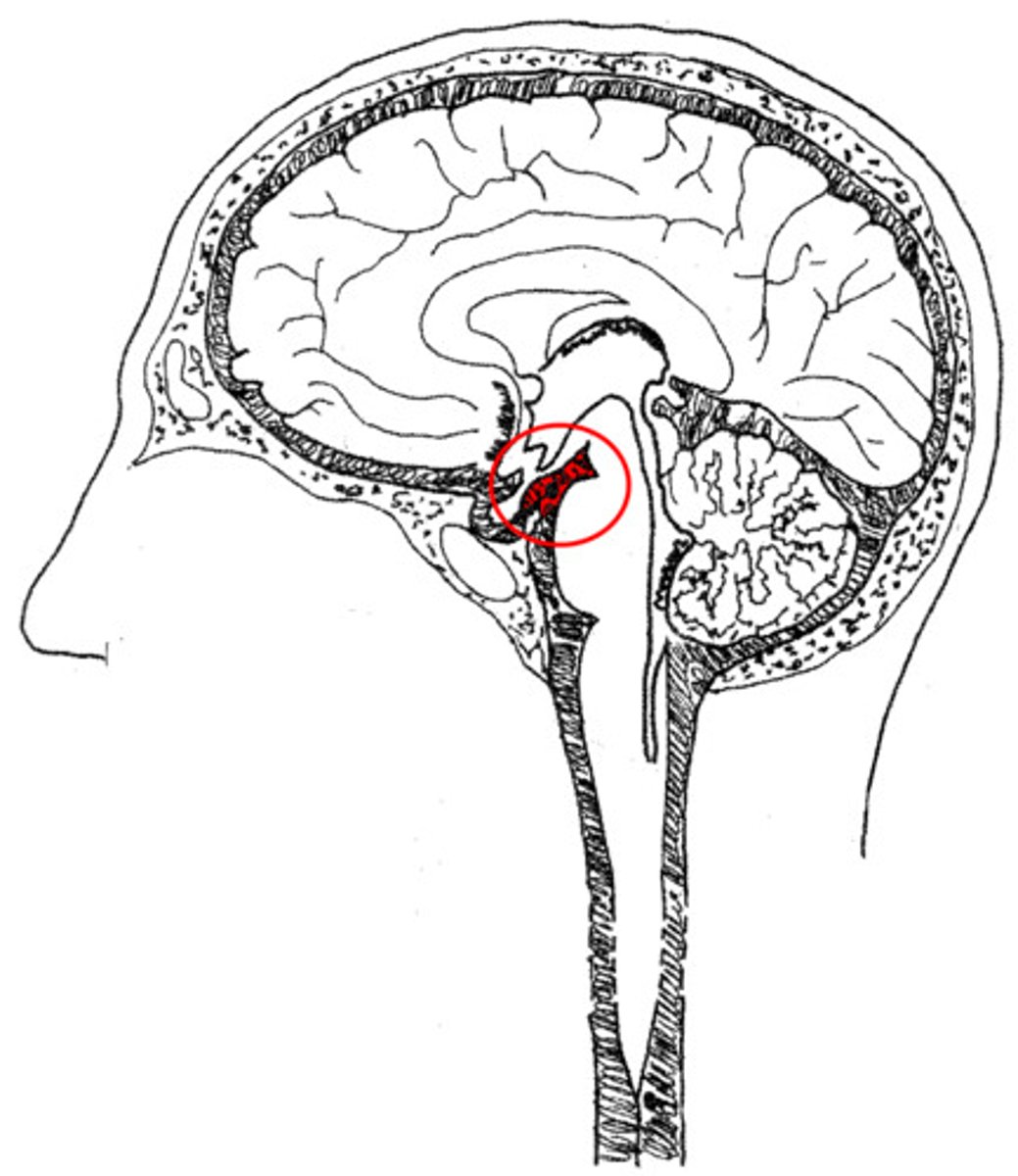 <p>subarachnoid cistern that is located between the cerebral peduncles just anterior to the midbrain; single midline structure and contains CN III</p>