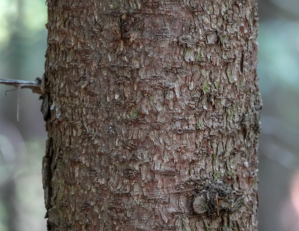 <p>red spruce, Picea rubens, Pinaceae</p>