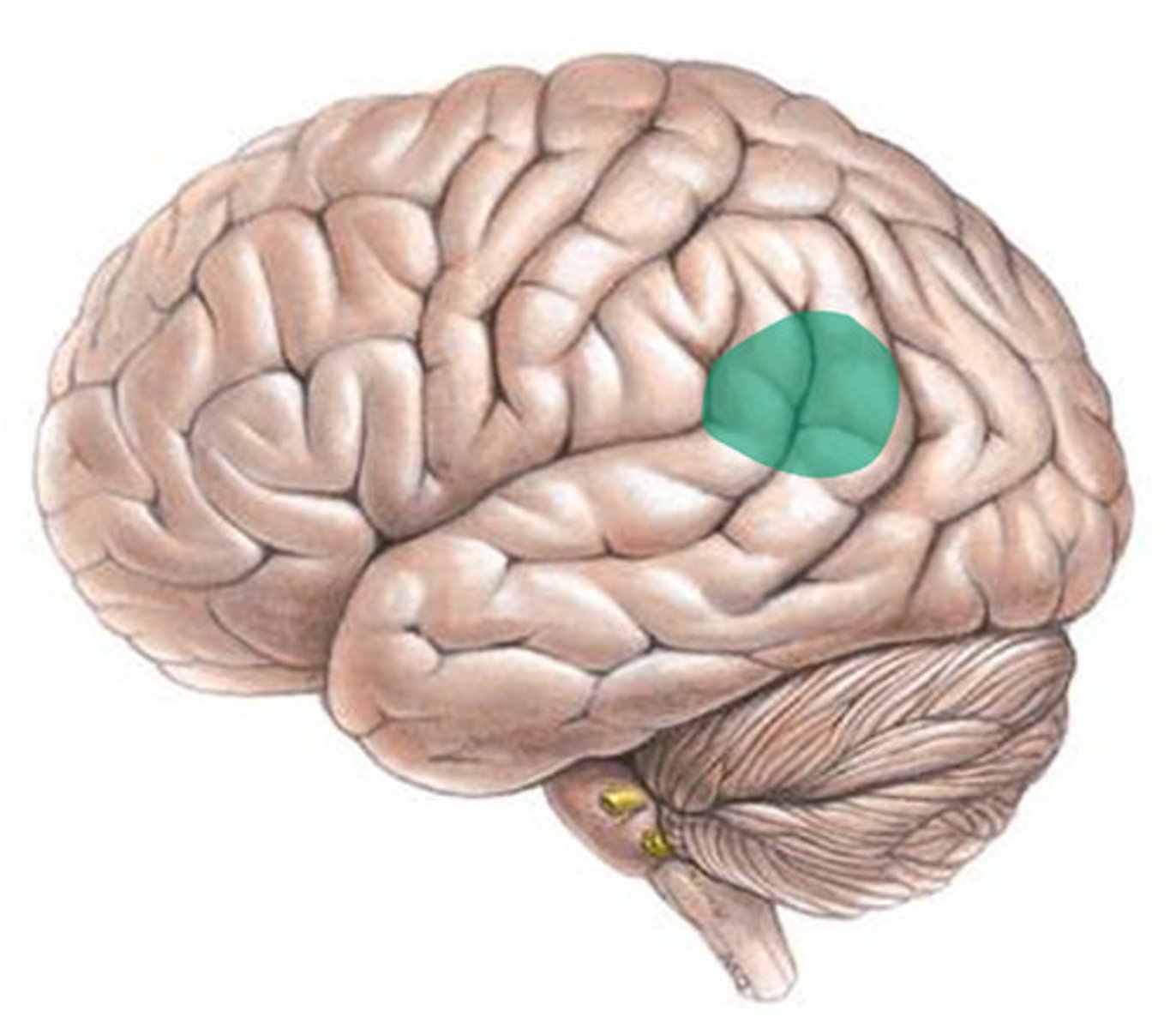 <p>an area of the temporal lobe responsible for understanding both spoken and written language</p>