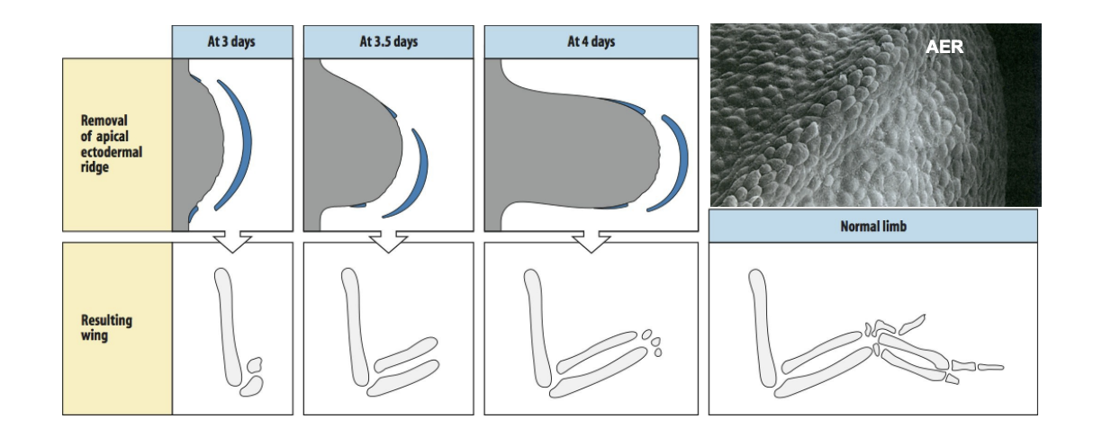 <ul><li><p>Removes the Apical ectodermal region at different time intervals</p></li></ul><p>Results:</p><ul><li><p>development of the limb stopped at different stages of development</p></li></ul><p>Conclusion:<br>- once leaves the progress zone, stop dividing and differentiate, laying down elements of the pattern in a proximo-distal sequence</p><p></p>