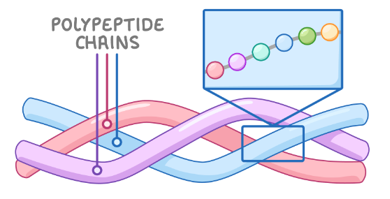 <p>Quaternary structure involves 2 or more polypeptide chains held together with hydrogen bonds, ionic bonds, disulphide bridges and hydrophobic and hydrophilic interactions.</p>