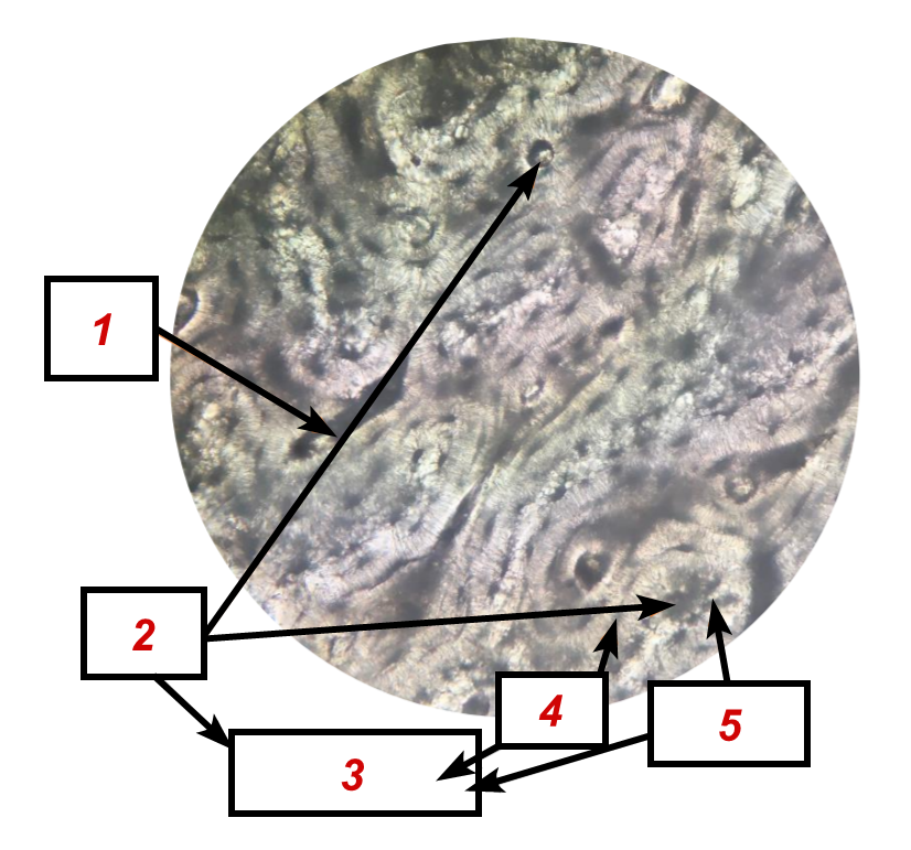 <p>Identifique as <strong>ESTRUTURAS</strong> indicadas na lâmina.</p>