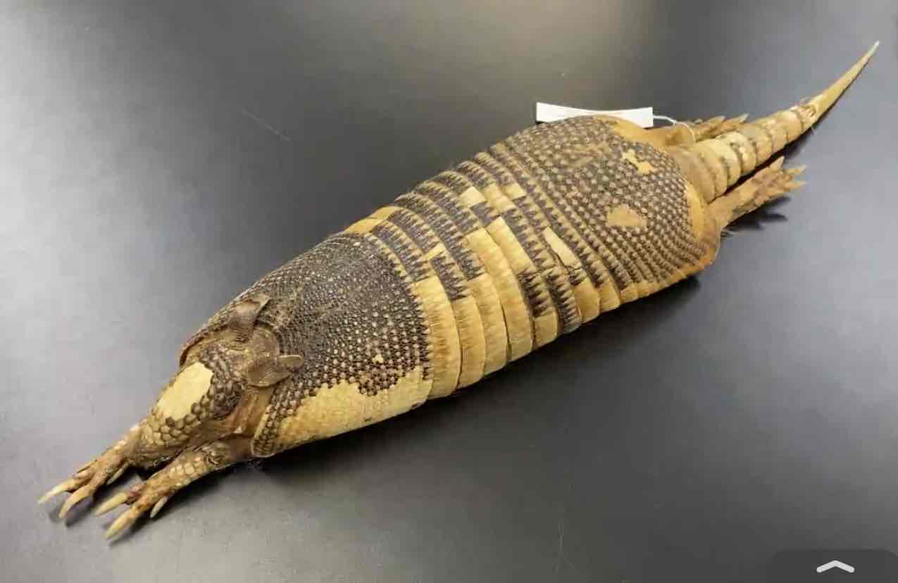 <ul><li><p>order- Cingulata </p></li><li><p>fam- Dasypodidae </p></li></ul><p>defined by their shell. consists of bony structures covered with thin keratinous plates. scutes cover most of the dorsal surface on body and are interupted by 9 bands of flexible skin. the belly is soft and unprotected by bone. the limbs have irregular horny plates covering at least parts of their surfaces. the top of the head is also covered by a shield of keratin covered scutes and the tail is covered by bony rings. about the size of a small dog. </p><p>Homodont teeth, no incissors or canines. feed primarily on inverts. </p>