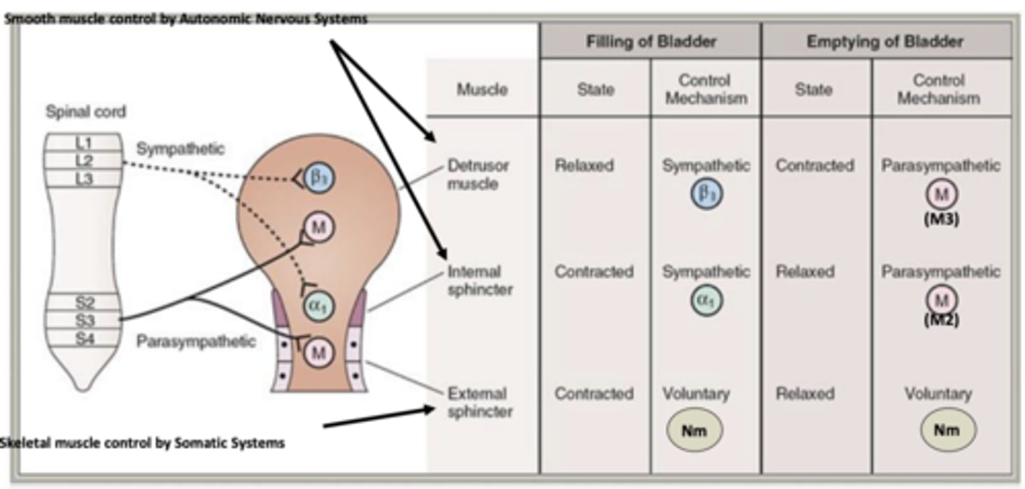 <p>Parasympathetic: M3 and M2</p><p>Voluntary: Nm</p>