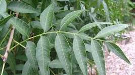 <p>Chinese Pistachio&nbsp;</p>