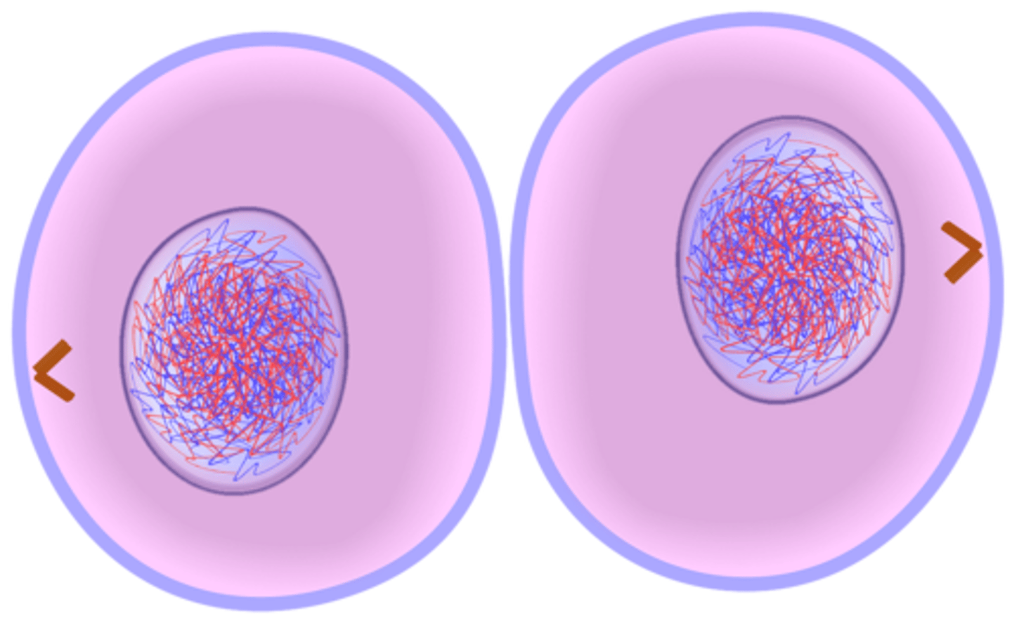<p>Cytoplasmic division occurs</p>