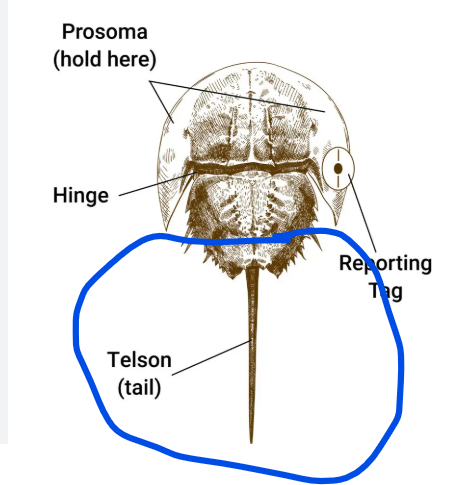 <p>Telson</p>