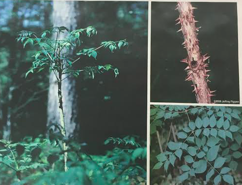 Family: Araliaceae 
Common: Devils walkingstick 
Range: Native 
Habitat: Hydric-mesic 
Bark: Smooth with lots of thorns 
Persistence: Deciduous 
Leaves: Compound (oddly bipinnate) & alternate, ovate shape, serrate margins, pinnate venation. Also armed. 
Flower: terminal panicle
Fruit: Drupe
Other: Plant can be found with/without branching