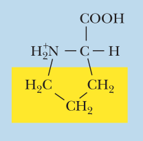 <ul><li><p>Nonpolar</p></li><li><p>Pro, P</p></li><li><p>α-COOH pKa: 2.1</p></li><li><p>α-NH3+ pKa: 10.6</p></li></ul><p></p>